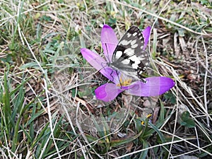 Butterfly on safran