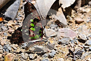 Butterfly on the salt lick.