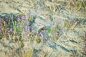 Butterfly on sand