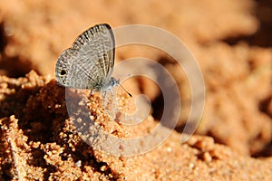 Butterfly on sand, The Tailless Lineblue.