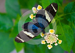 Butterfly Sara Longwing