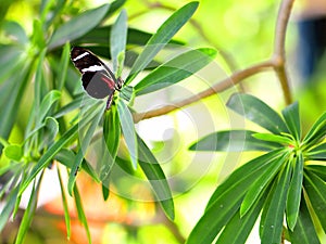 Butterfly, Sara Longwing in aviary