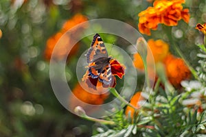 Butterfly sat on a beautiful marigold flower