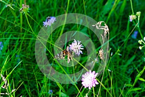 Butterfly sat on a flower in a meadow among the grass