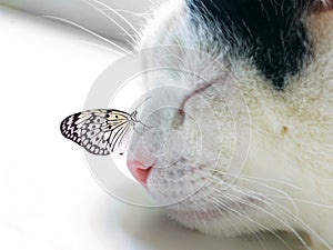 Butterfly sat on a sleeping cat nose