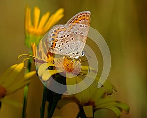 Butterfly sat on a yellow flower