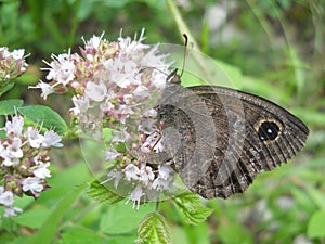 Butterfly `Satirus Ferula`