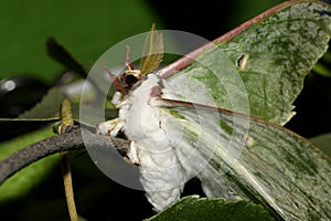 Butterfly - Saturnia Artemis on branches