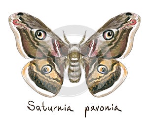 Butterfly Saturnia Pavonia. Watercolor imitation.