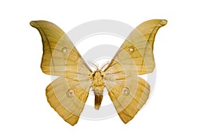 Butterfly Saturnia on white background