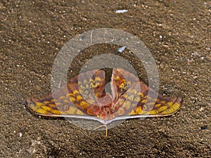 Butterfly Saturniidae lying on the orange rock (Sumatra, Indonesia)