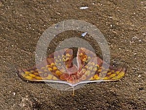 Butterfly Saturniidae lying on the orange rock (Sumatra, Indonesia) photo