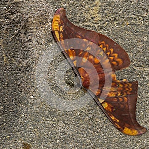 Butterfly Saturniidae lying on the rock (Sumatra, Indonesia) photo
