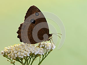 The butterfly Satyrus dryas in the early morning in a clearing among forest flowers