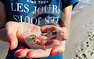 Butterfly saved from wet sand on woman`s hand at Baltic Sea