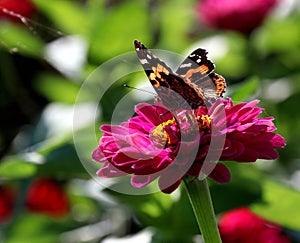 Butterfly; scalewing photo