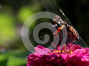 Butterfly; scalewing photo