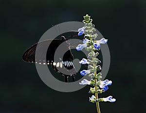 Butterfly; scalewing; photo