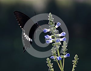 Butterfly; scalewing; photo