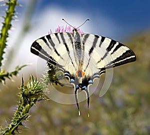 Butterfly scarce swallowtail or Iphiclides podalirius on a blossoming meadow
