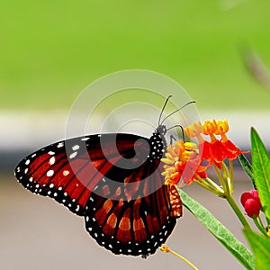 Butterfly on scarlet milkweed flowers