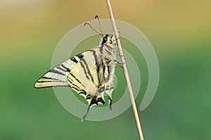 Butterfly - Scarse swallowtail ( Iphiclides podalirius)