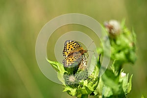 Butterfly searching for nectar