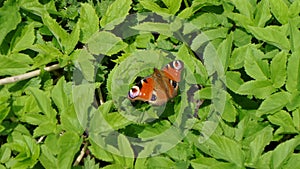 Butterfly seating on the green leaves