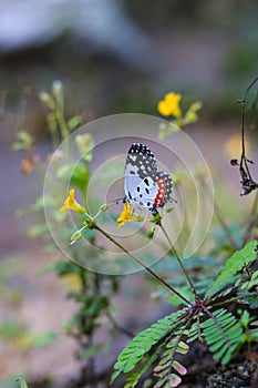 Butterfly seeking nectar on a sensitivum flower with copy space