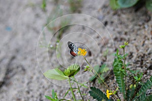 Butterfly seeking nectar on a sensitivum flower with copy space