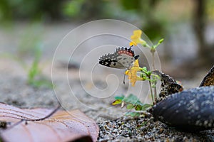 Butterfly seeking nectar on a sensitivum flower with copy space