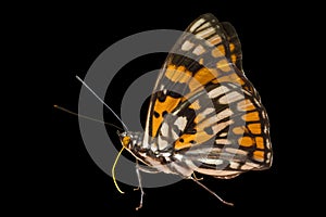 Butterfly (Sephisa dichroa) 10