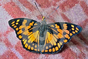 Butterfly (Sephisa dichroa)