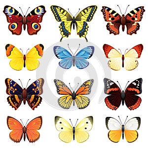 Butterfly set photo