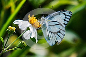 Butterfly shadow, yellow flower, green leaf, four-winged colorful world