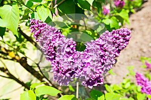 Butterfly shaped syringa lilac flowers in green spring garden.