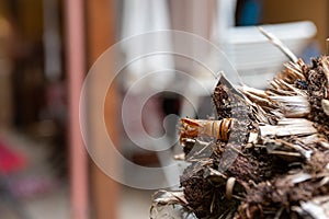 Butterfly shell native to Argentina called Paysandisia archon devouring palm trees left abandoned after taking flight