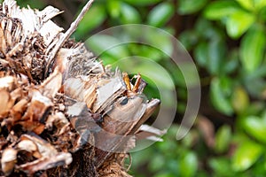 Butterfly shell native to Argentina called Paysandisia archon devouring palm trees left abandoned after taking flight