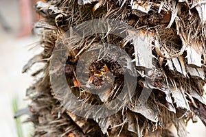 Butterfly shell native to Argentina called Paysandisia archon devouring palm trees left abandoned after taking flight