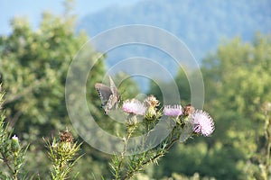 Butterfly, Shenandoah Mountains, Virginia