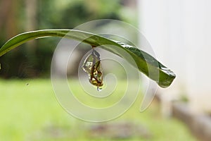 Butterfly in shiny golden pupa with water drop; Chrysalis