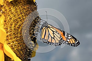 Monarch Butterfly shy