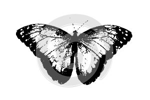butterfly silhouette black and white vector image Wild animal portrait, beauty, body line art. For use as a brochure template or