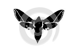 butterfly silhouette black and white vector image Wild animal portrait, beauty, body line art. For use as a brochure template or