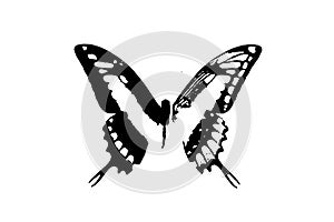 butterfly silhouette black and white vector image Wild animal portrait, beauty, body line art. For use as a brochure template or