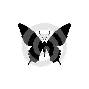 Butterfly silhouette icon. insect logo