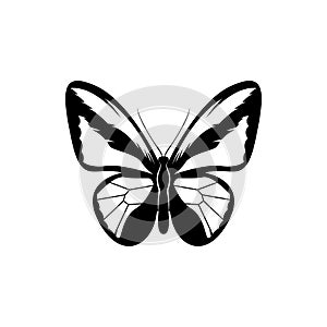 Butterfly silhouette icon. insect logo