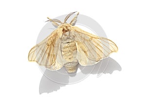 Butterfly of Silk moth