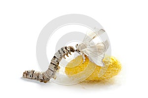 Butterfly silkworm cocoon silk worm three stages photo