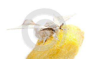 Butterfly of silkworm over yellow cocoon on white